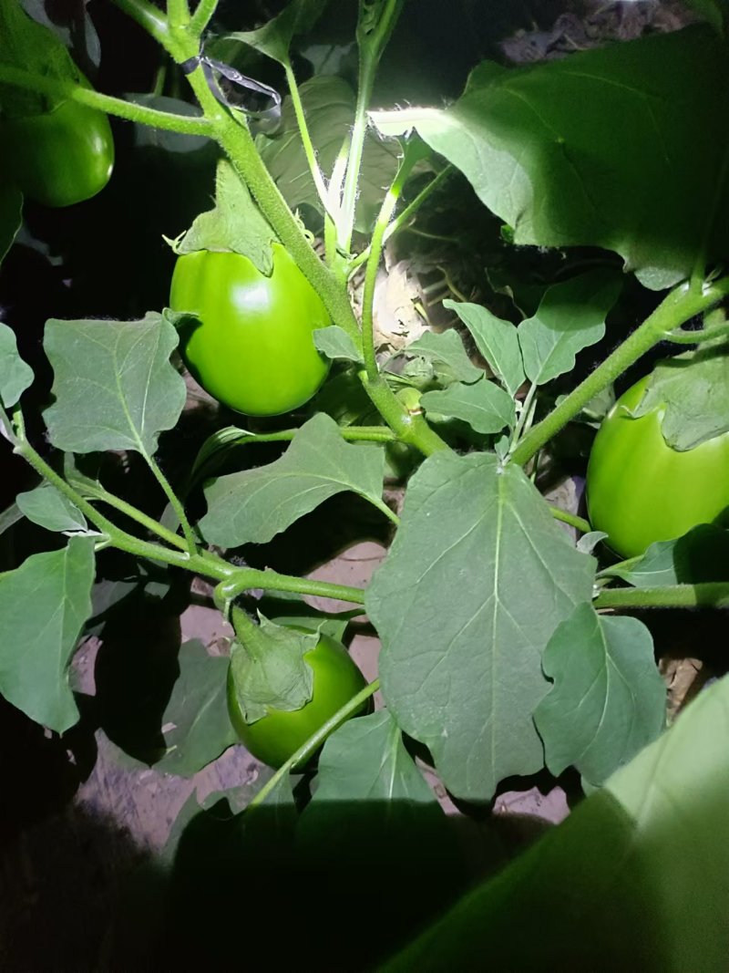 嫁接青茄子苗珍绿61绿优茄子苗绿王茄子苗