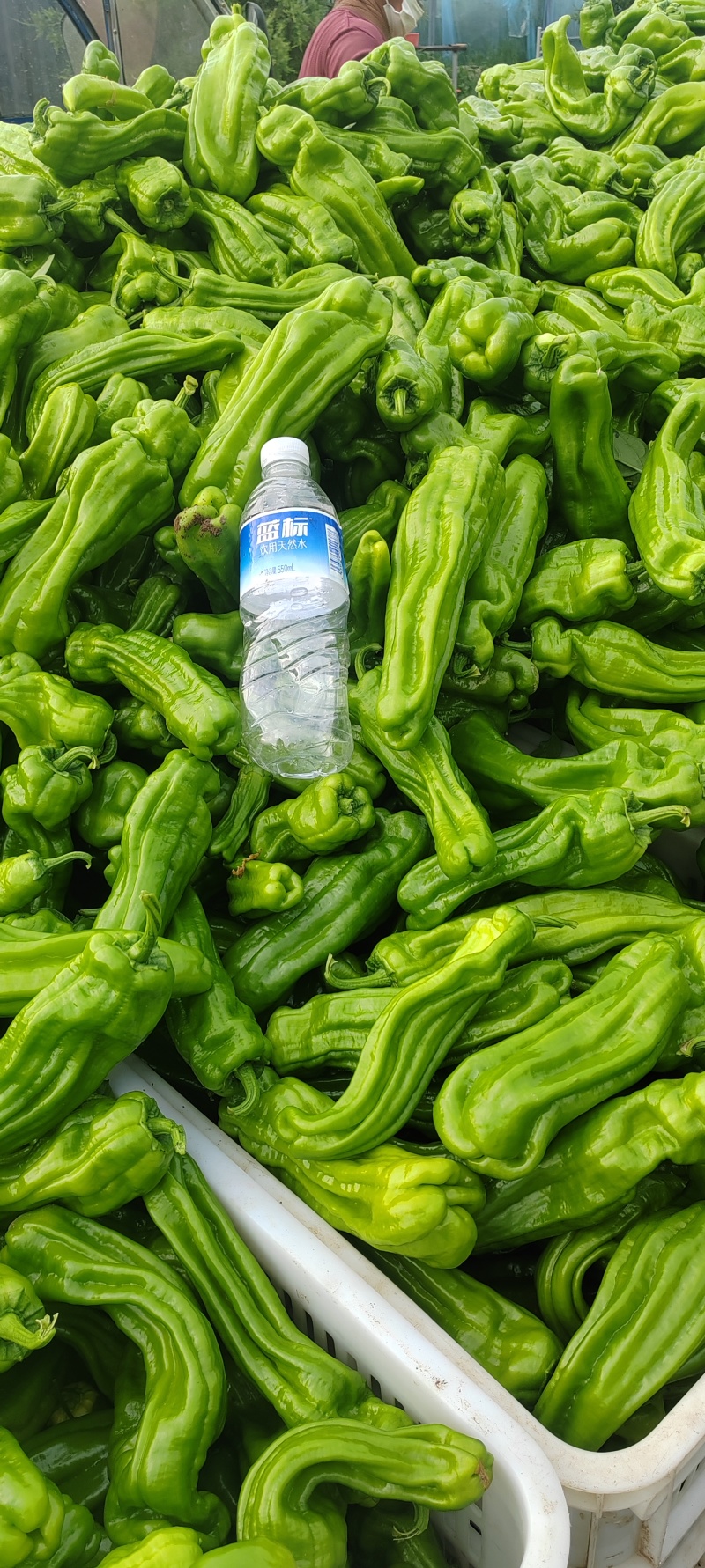 内蒙芜湖椒
