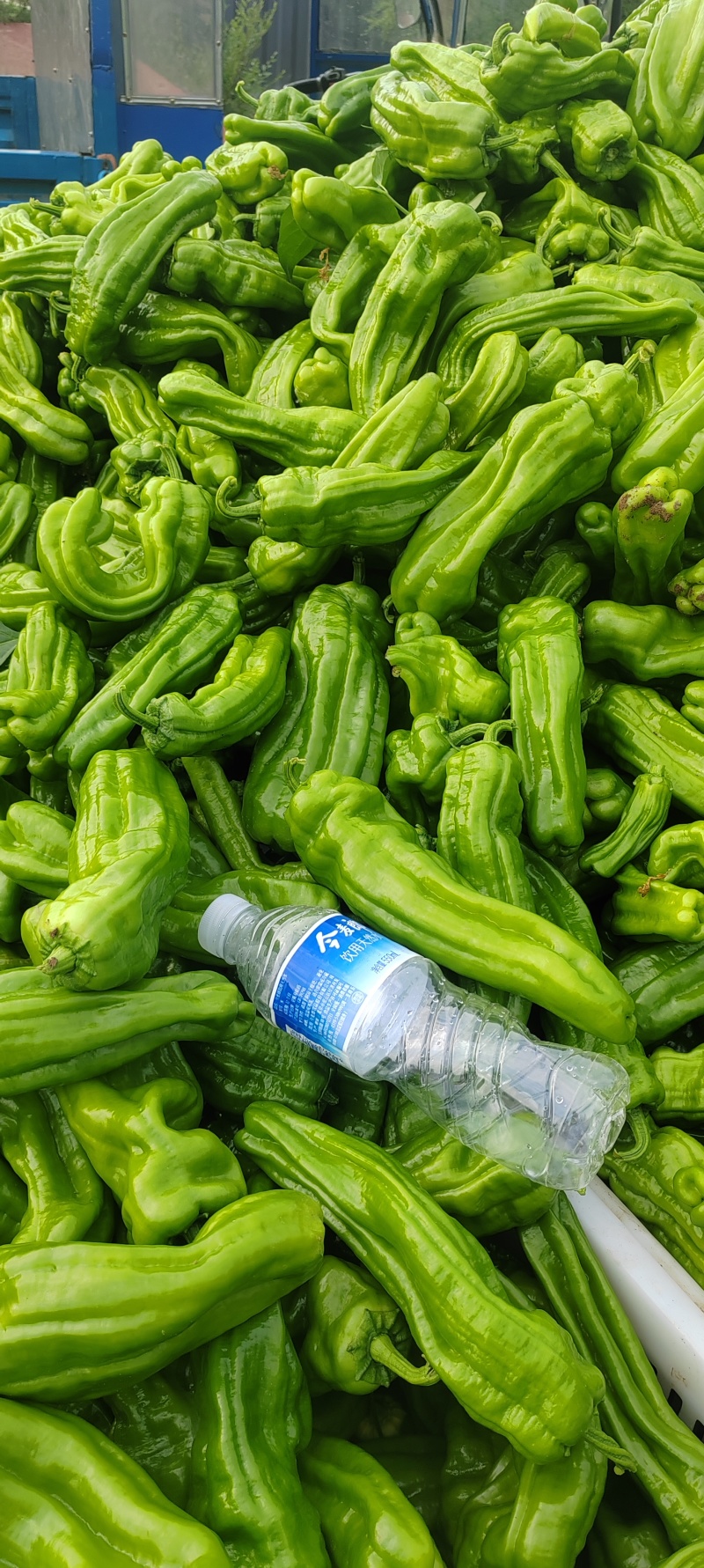 内蒙芜湖椒
