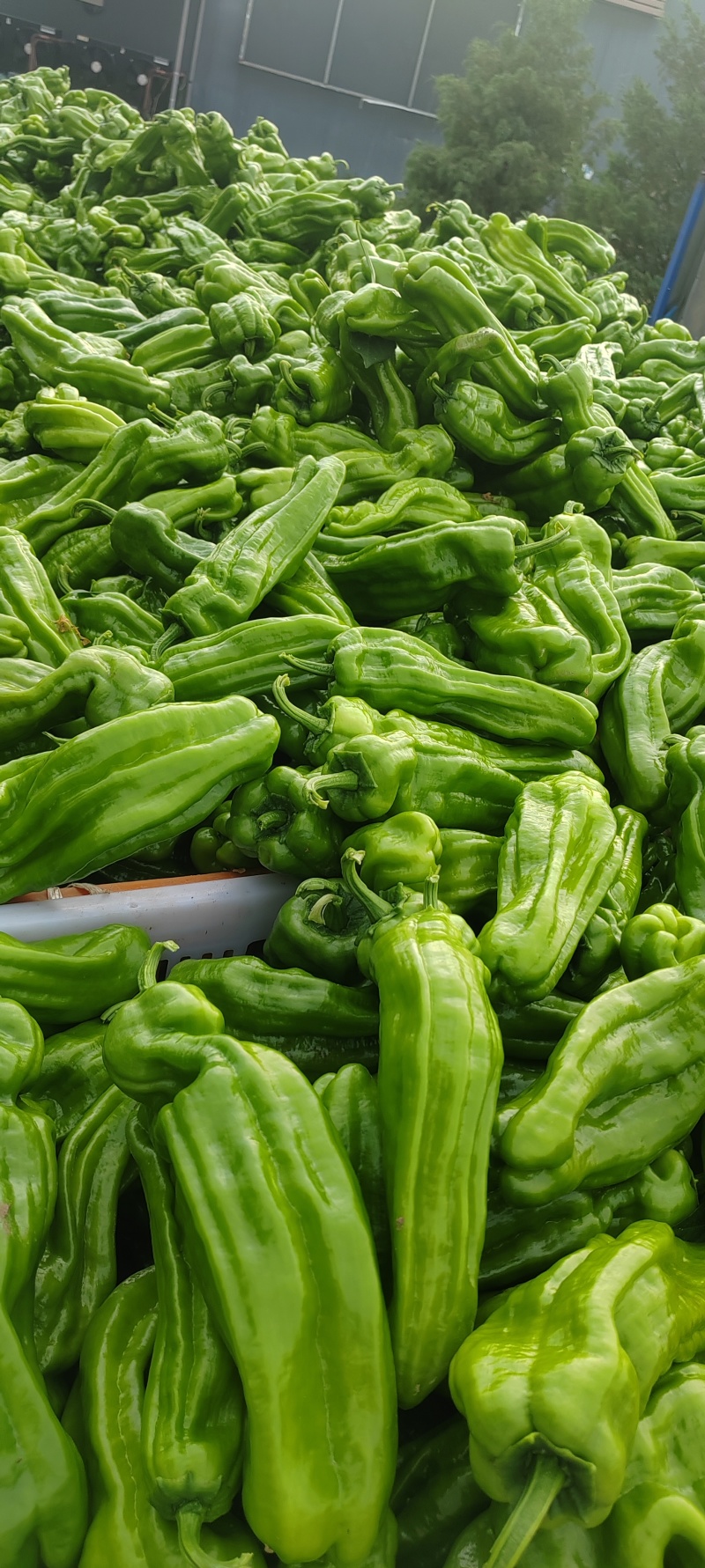 内蒙芜湖椒