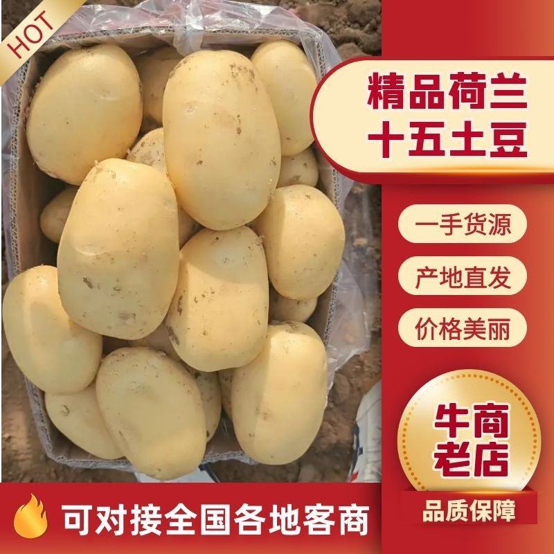 山东大棚新土豆荷兰十五大量供应全国发货质量保证诚信经营