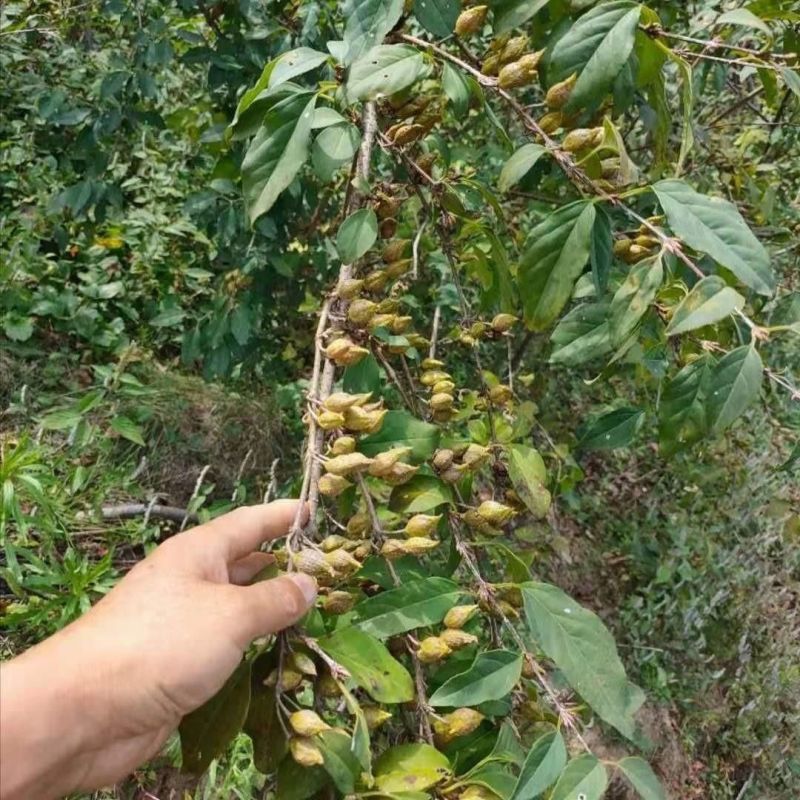 【青翘】鲜货地道中药材山西科研5号产地直发地里标
