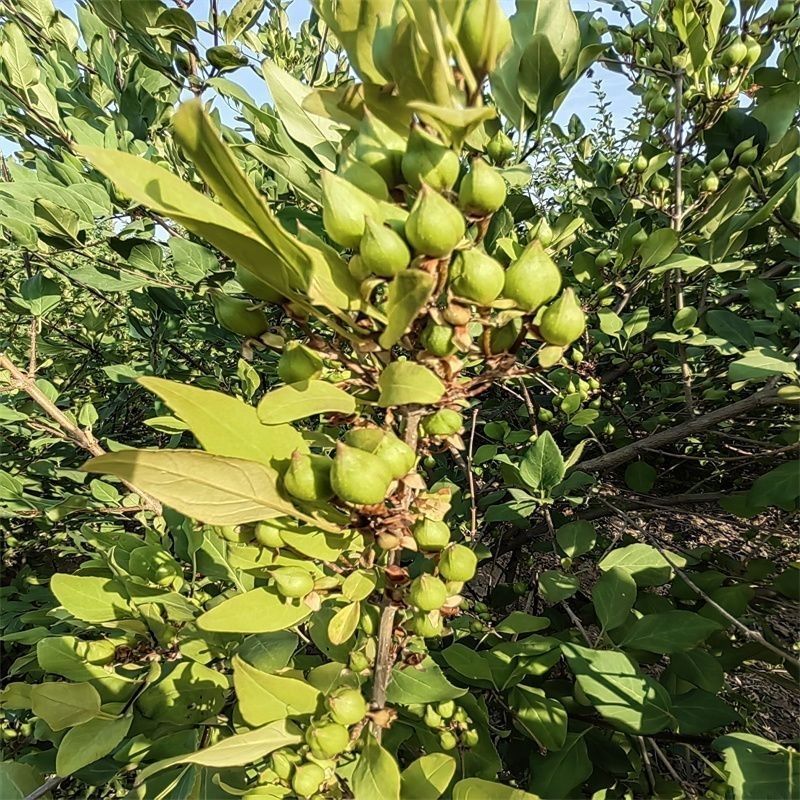 【青翘】鲜货地道中药材山西科研5号产地直发地里标
