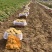 山东大棚新土豆荷兰十五大量供应全国发货质量保证诚信经营
