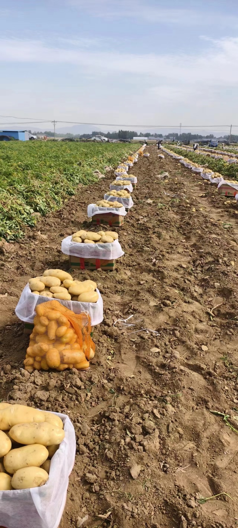 山东大棚新土豆荷兰十五大量供应全国发货质量保证诚信经营