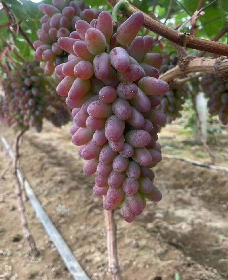 山东茉莉香大量上市基地直供需要的老板电议