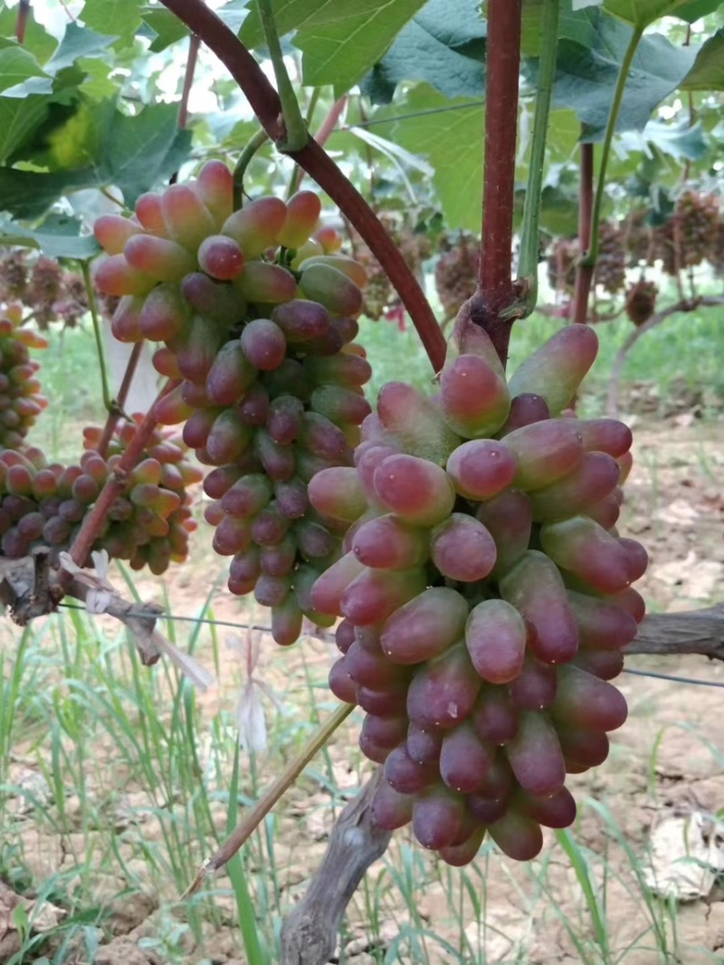 山东茉莉香大量上市基地直供需要的老板电议