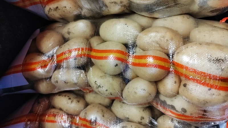 荷兰十五土豆精品1到3，2到4小土豆价格合理，质量上乘