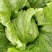 圆生菜