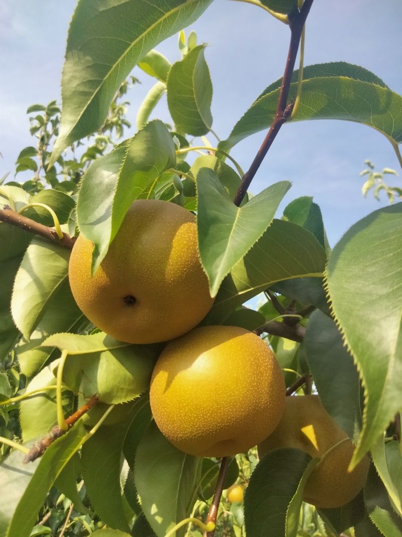 圆黄梨