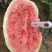 银川西沙瓜