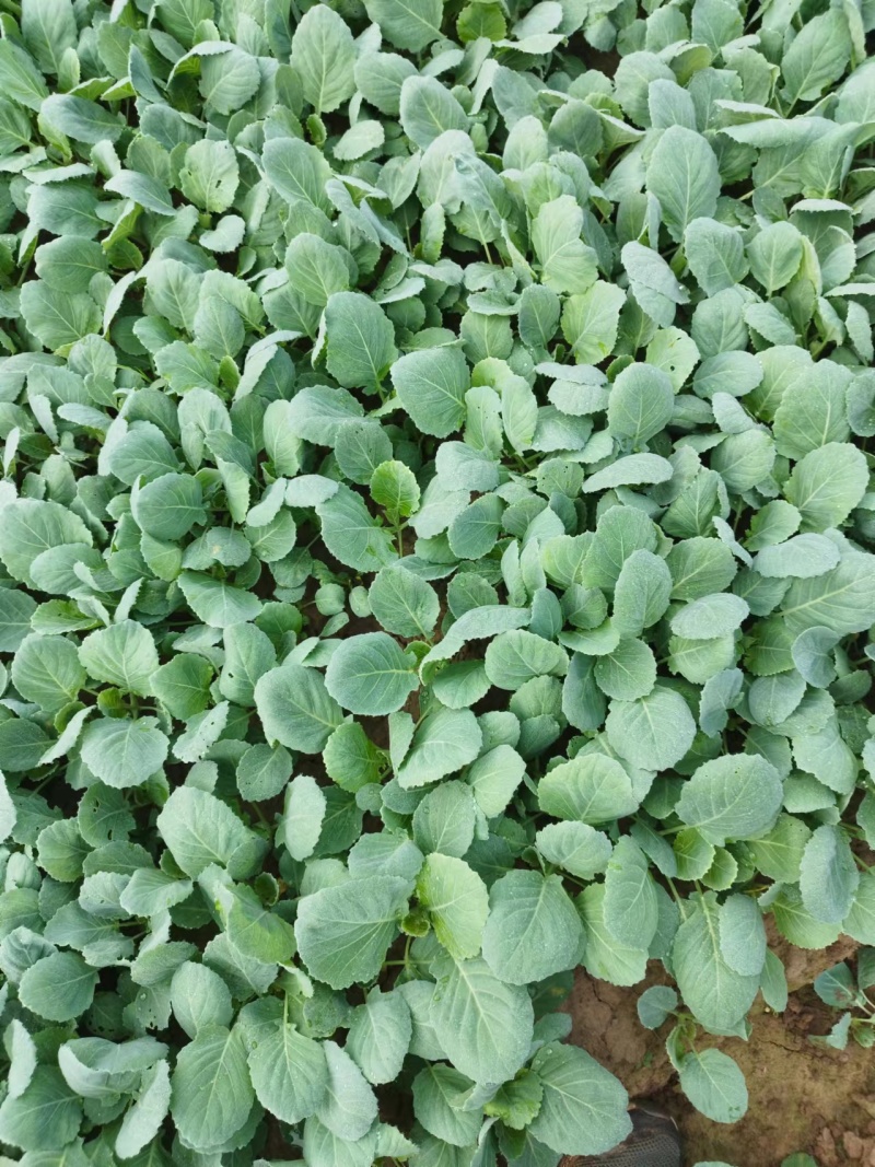 甘蓝苗~包菜苗～种植基地直售（免费技术指导）