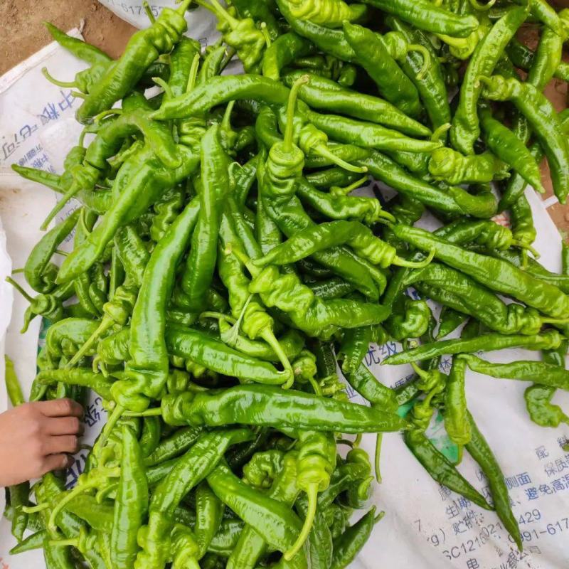陇椒宁夏精品鲜辣椒大量上市产地直发保质保量量大优惠