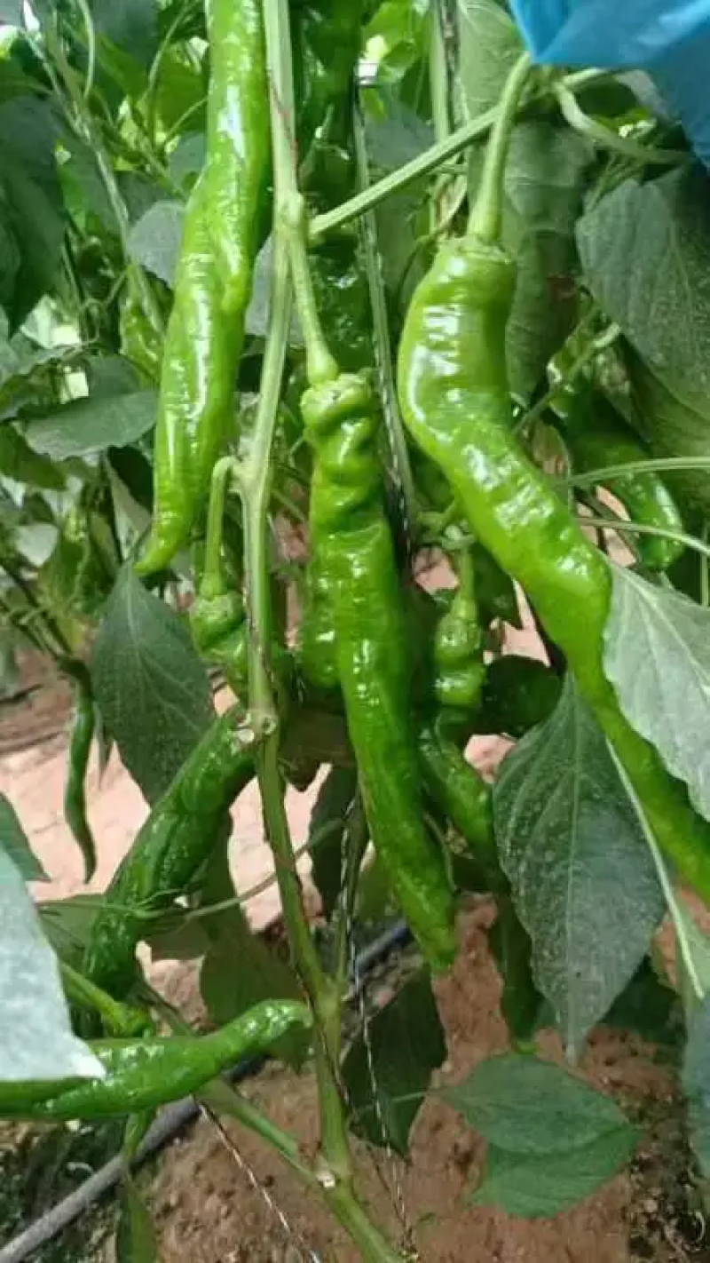 陇椒宁夏精品鲜辣椒大量上市产地直发保质保量量大优惠