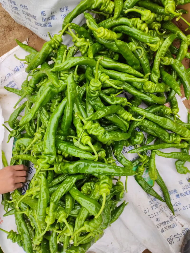 陇椒宁夏精品鲜辣椒大量上市产地直发保质保量量大优惠