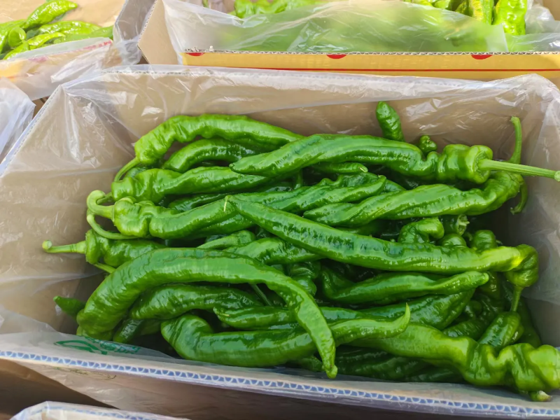 陇椒宁夏精品鲜辣椒大量上市产地直发保质保量量大优惠