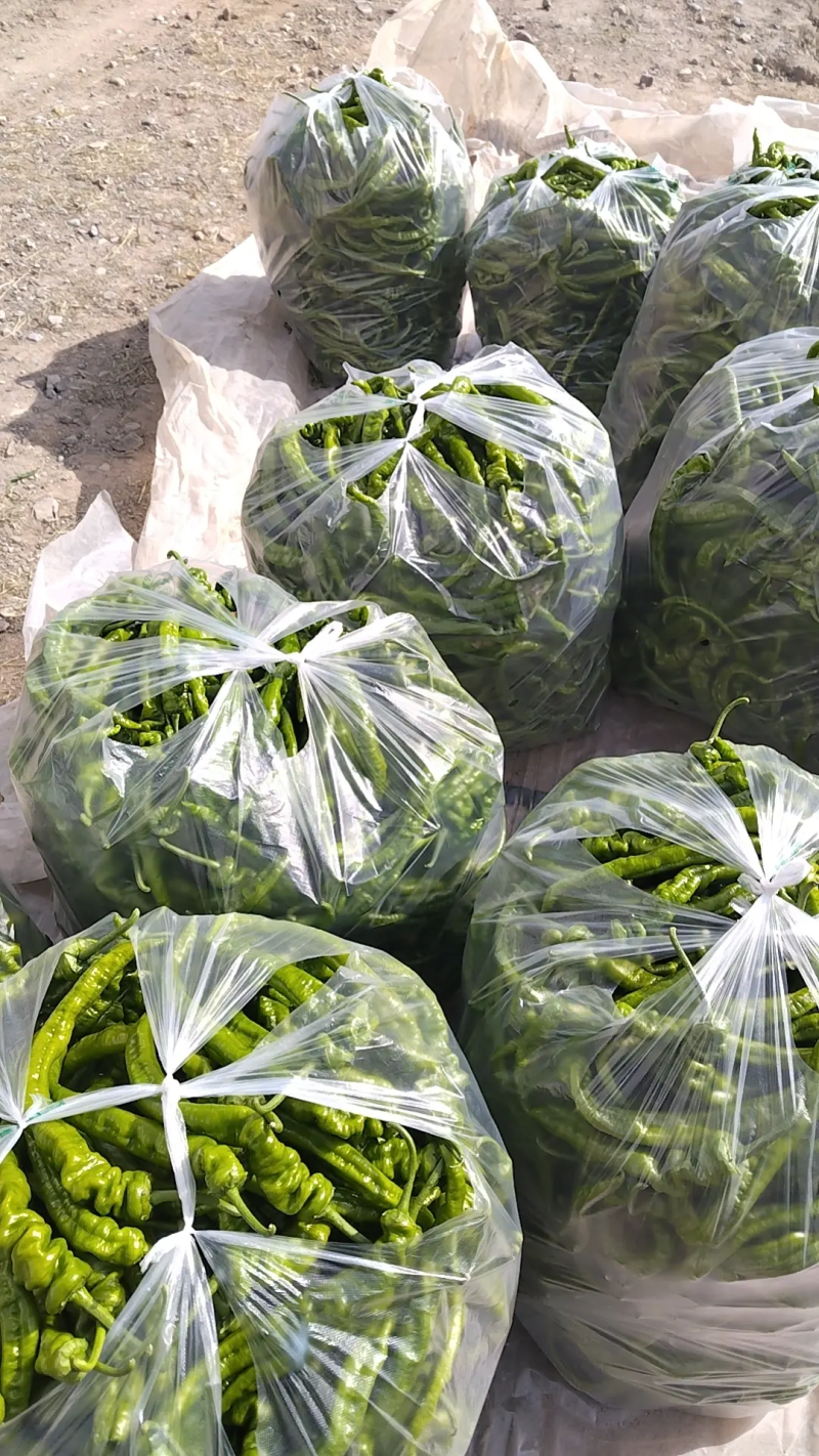 陇椒宁夏精品鲜辣椒大量上市产地直发保质保量量大优惠