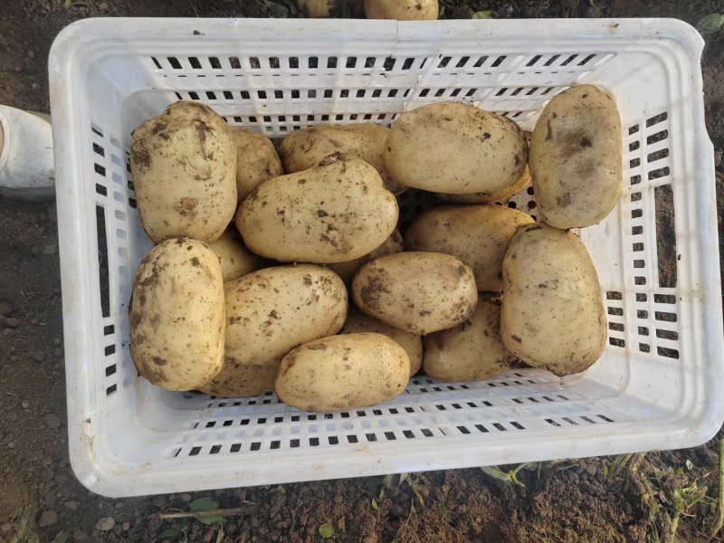 陕西西安鄠邑区大量沃土土豆正在热卖中欢迎来电品质保证