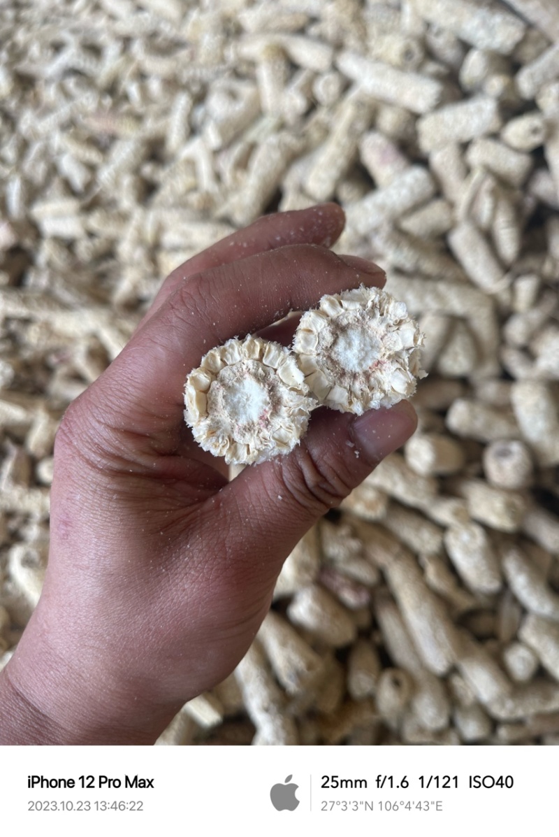 （等级：一级）纯白玉米芯颗粒羊肚菌专用含水量8～10