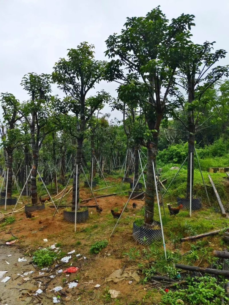 秋枫（重阳木）各种规格齐全，原生苗1.5-2米，移植苗