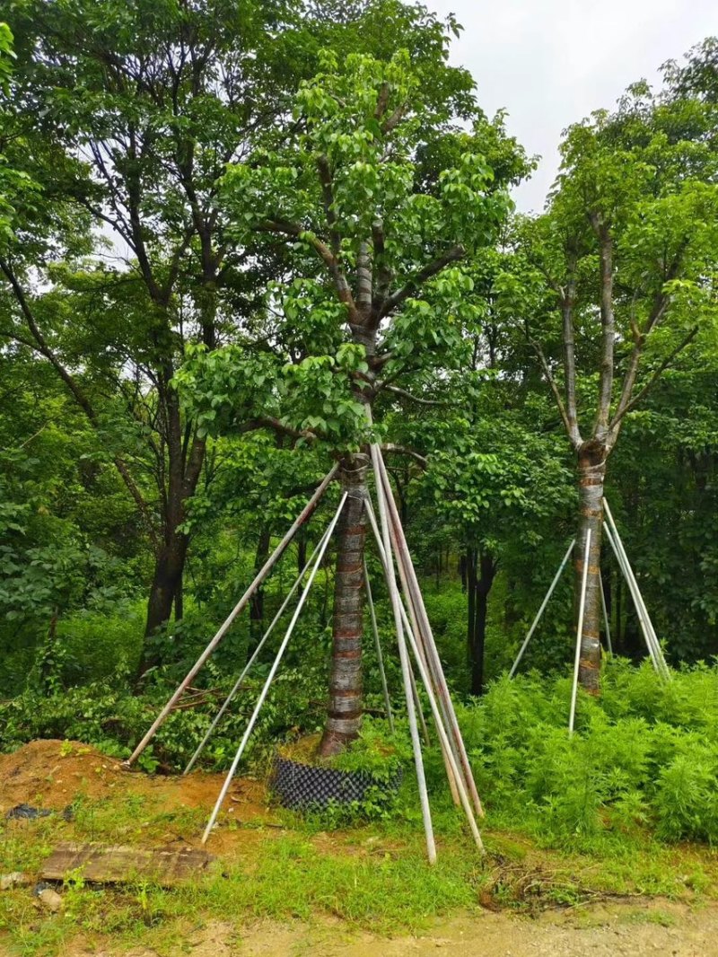 秋枫（重阳木）各种规格齐全，原生苗1.5-2米，移植苗