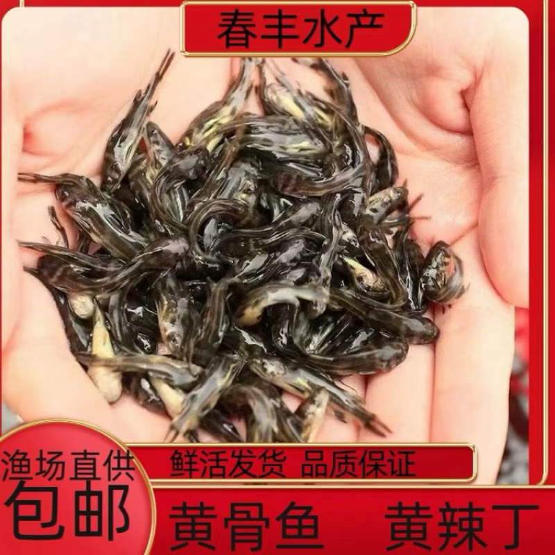 黄骨鱼苗批发，黄辣丁黄颡鱼苗