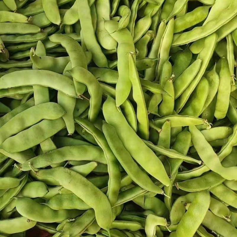 豆角油豆角吉林大油豆角精品货源产地直供欢迎咨询