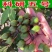 【精品连翘苗】山西绛县基地直发质量保证价格美丽欢迎订购