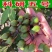 【精品连翘苗】山西绛县基地直发质量保证价格美丽欢迎订购