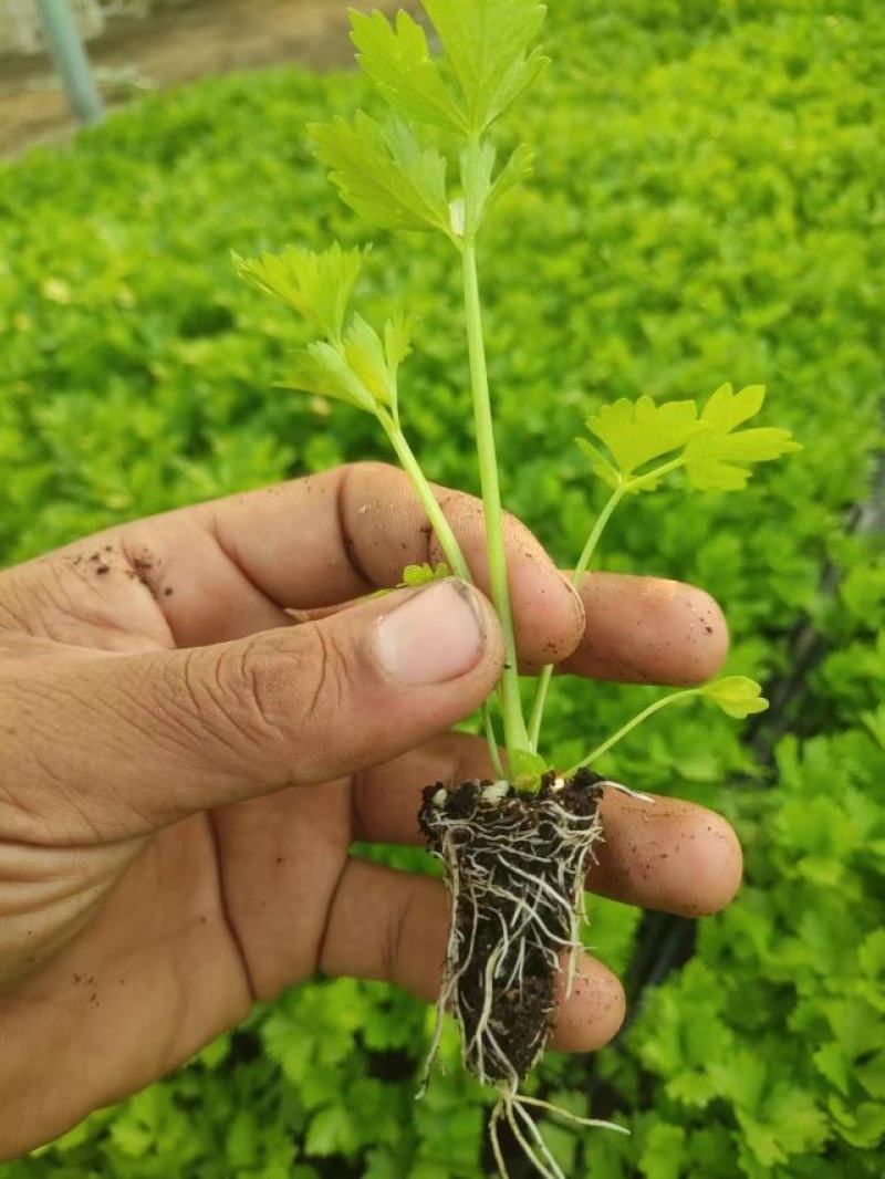 穴盘芹菜苗量大从优供应全国各地渠道包技术保成活率