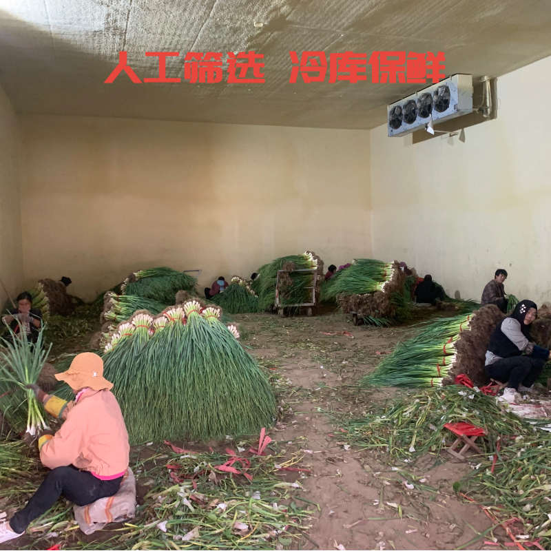 精品红根蒜苗货源充足品质高价格美对接各大商超