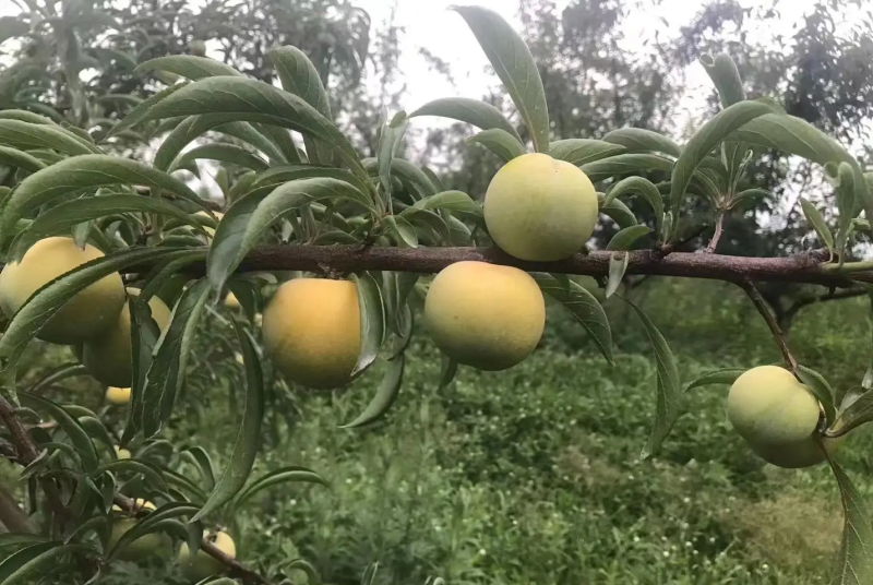 蜂糖李杭州数量有限先到先得，香甜脆黄皮黄肉货源充足