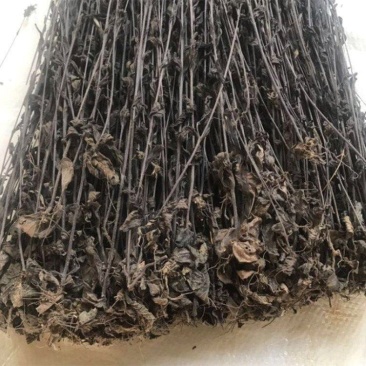 鬼羽箭新货野生黑草黑马草中药材羽箭草