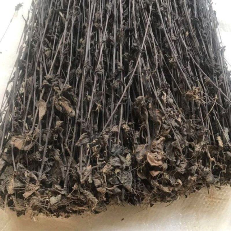 鬼羽箭新货野生黑草黑马草中药材羽箭草