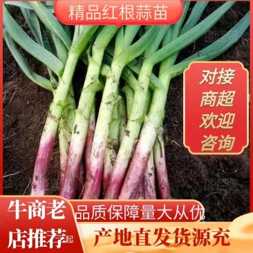 精品红根蒜苗货源充足品质高价格美对接各大商超