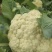 菜花苗一盘72颗价格美丽欢迎来电咨询供全国各地客户