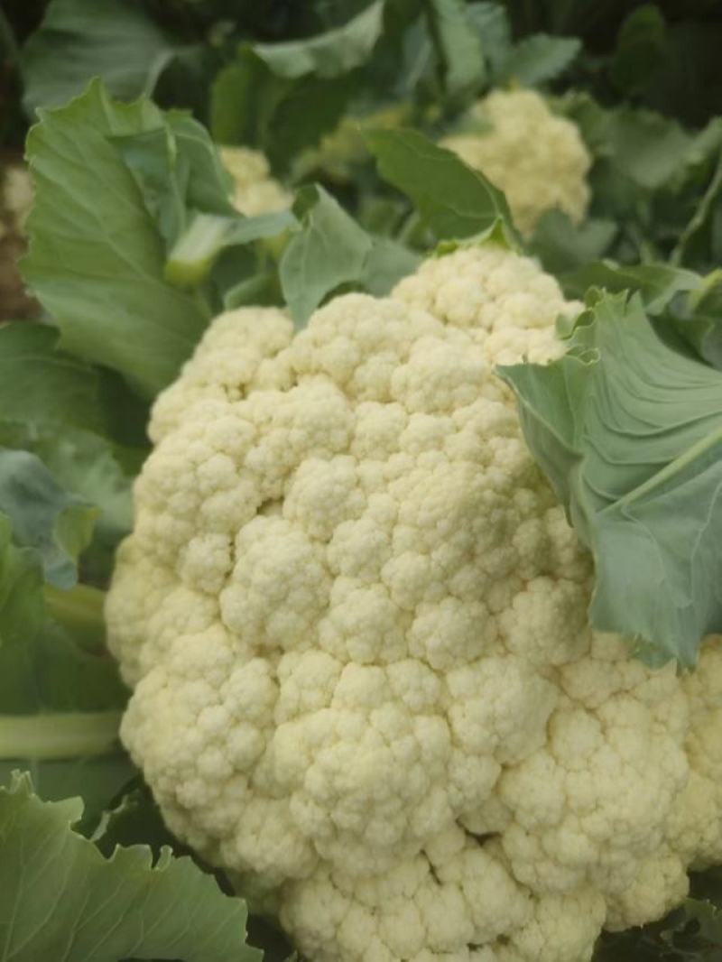 菜花苗一盘72颗价格美丽欢迎来电咨询供全国各地客户