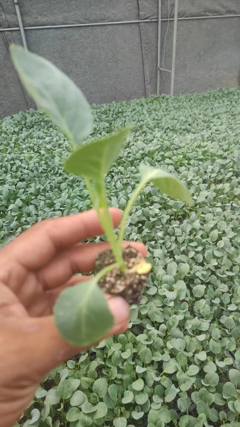 菜花苗一盘72颗价格美丽欢迎来电咨询供全国各地客户