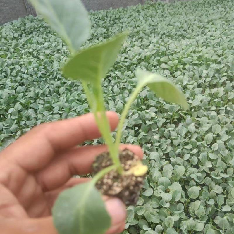 菜花苗一盘72颗价格美丽欢迎来电咨询供全国各地客户
