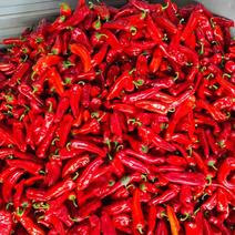 红辣椒产区一手货源发货全国保质保量