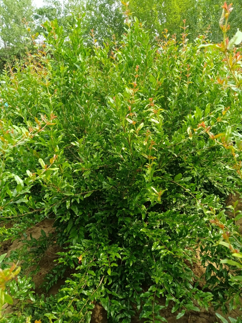 丛生石榴