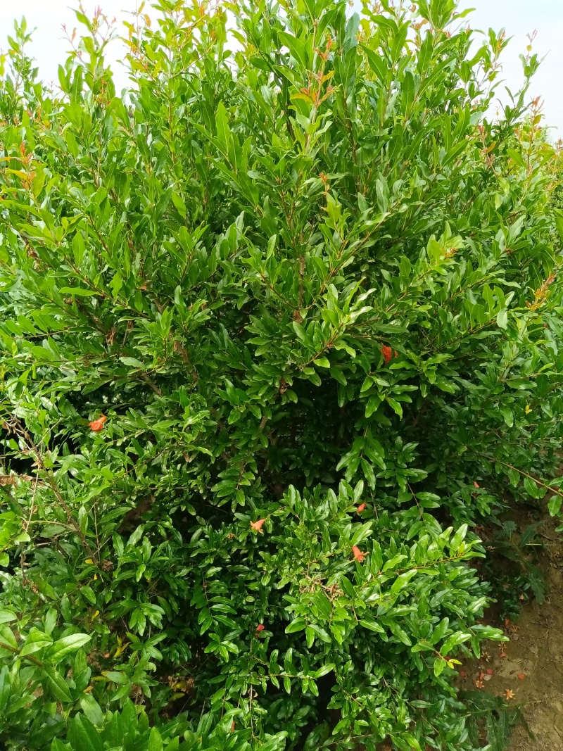 丛生石榴