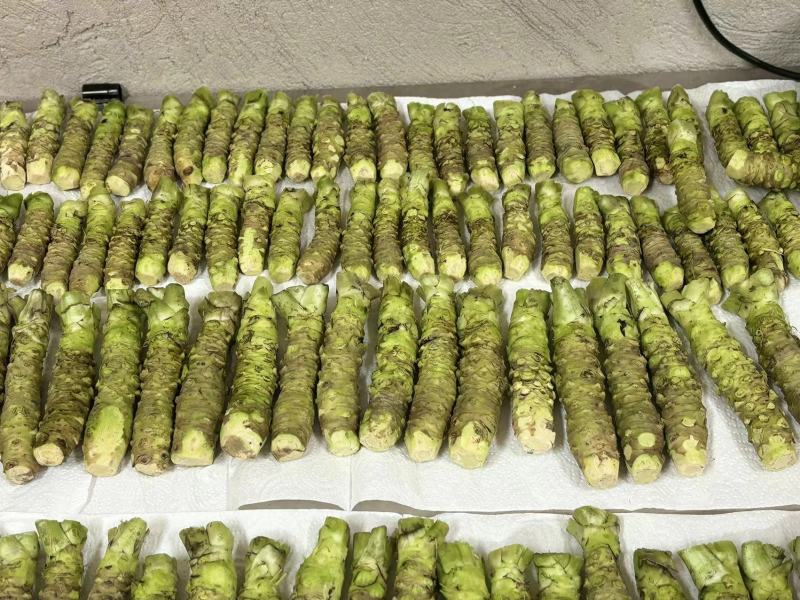 顺丰包邮云南新鲜山葵烤肉店、料理店专用