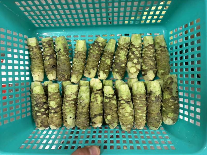 顺丰包邮云南新鲜山葵烤肉店、料理店专用