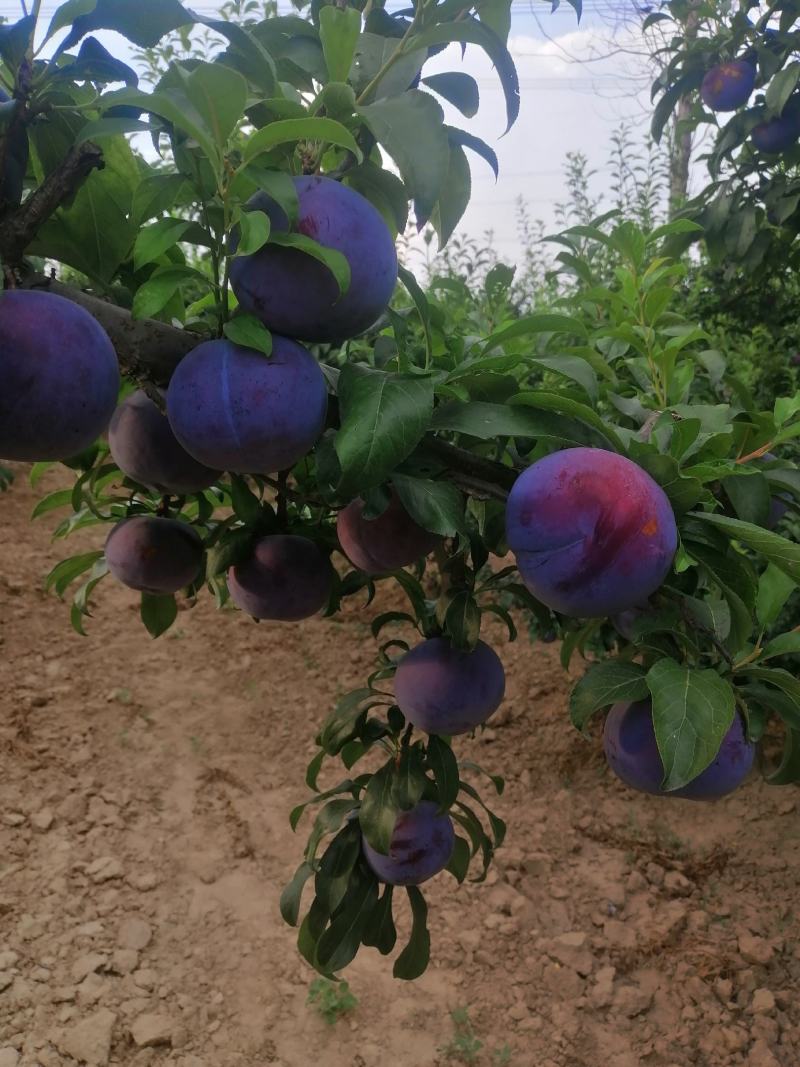 黑总统李子