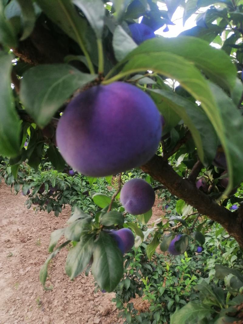 黑总统李子
