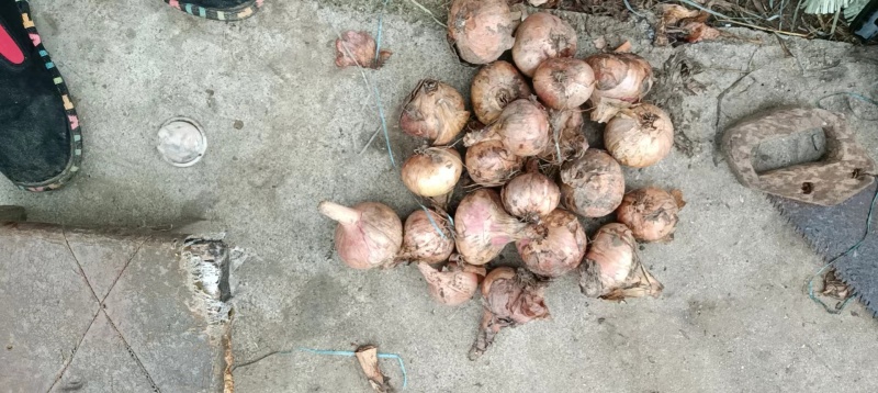 东北吉林毛葱头，红葱头，鬼子葱，大量有货，实力代办
