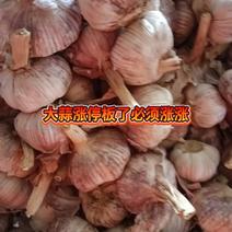 金乡大蒜种子-太空蒜种子大青稞常年供货品种好价低