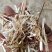 小麦秸秆花生秧牛羊草料常年大量供应诚实可靠