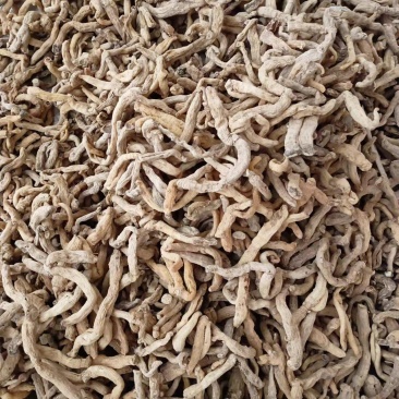 精品湖南玉竹，玉竹段产地一手货源质量保证物美价廉欢迎来电